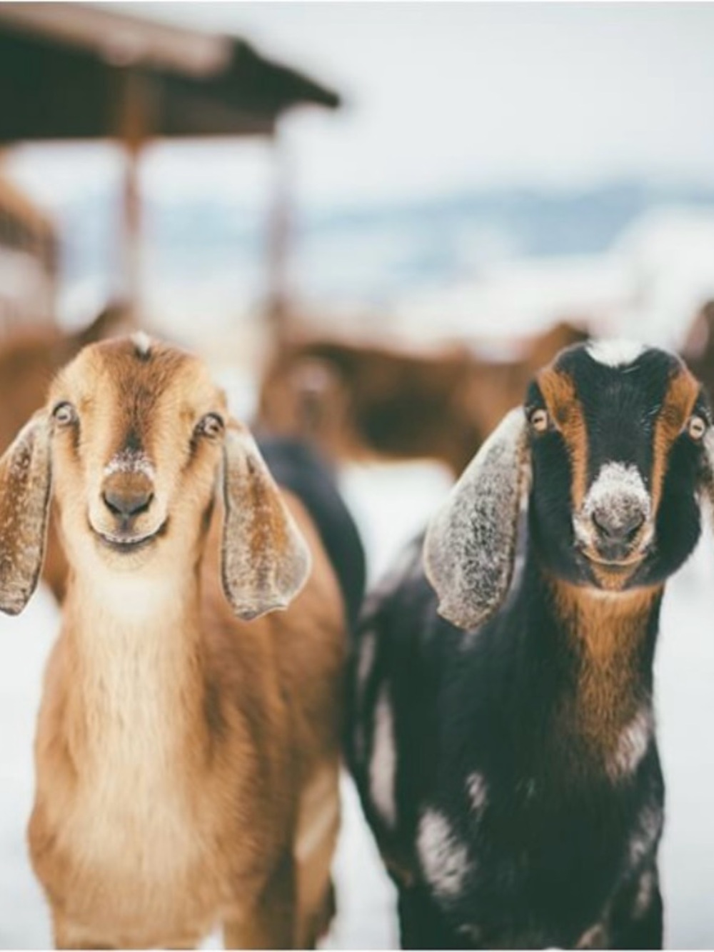 8.5x11 Boho Goat Wall Art Print- Rustic Farmhouse Decor - NWT